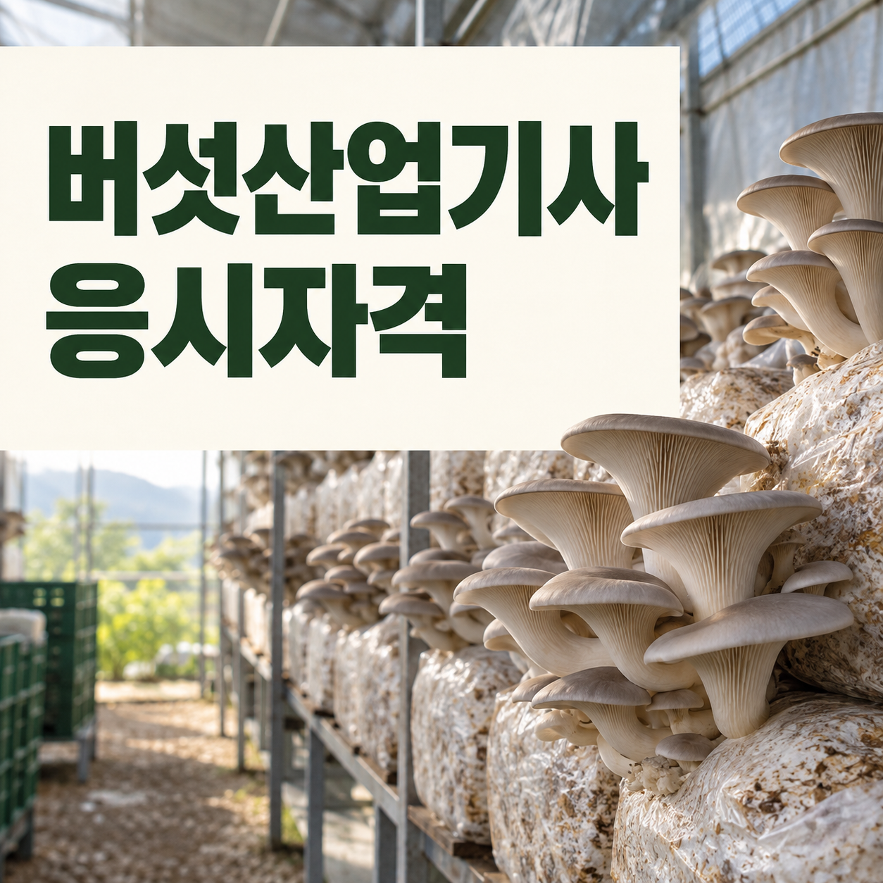 버섯산업기사 응시자격, 관련학과 아니어도 준비할 수 있을까?